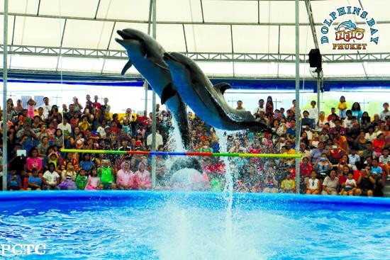 dolphins-bay-phuket-2088.jpg