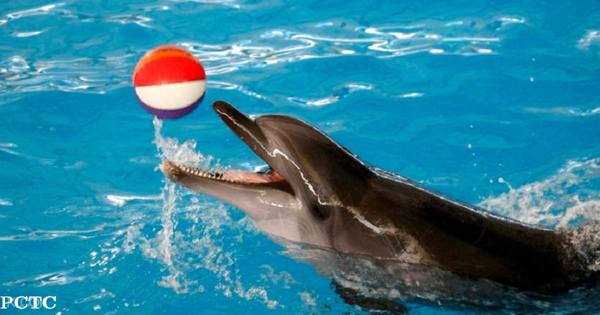 dolphins-bay-phuket-5799.jpg