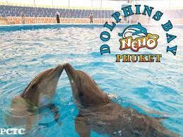 dolphins-bay-phuket-9809.jpg