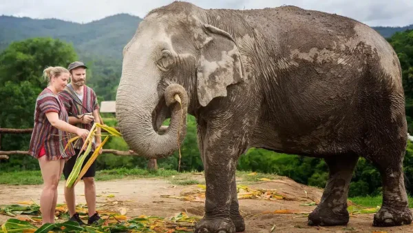 elephant-jungle-sanctuary-chiang-mai-7944.webp