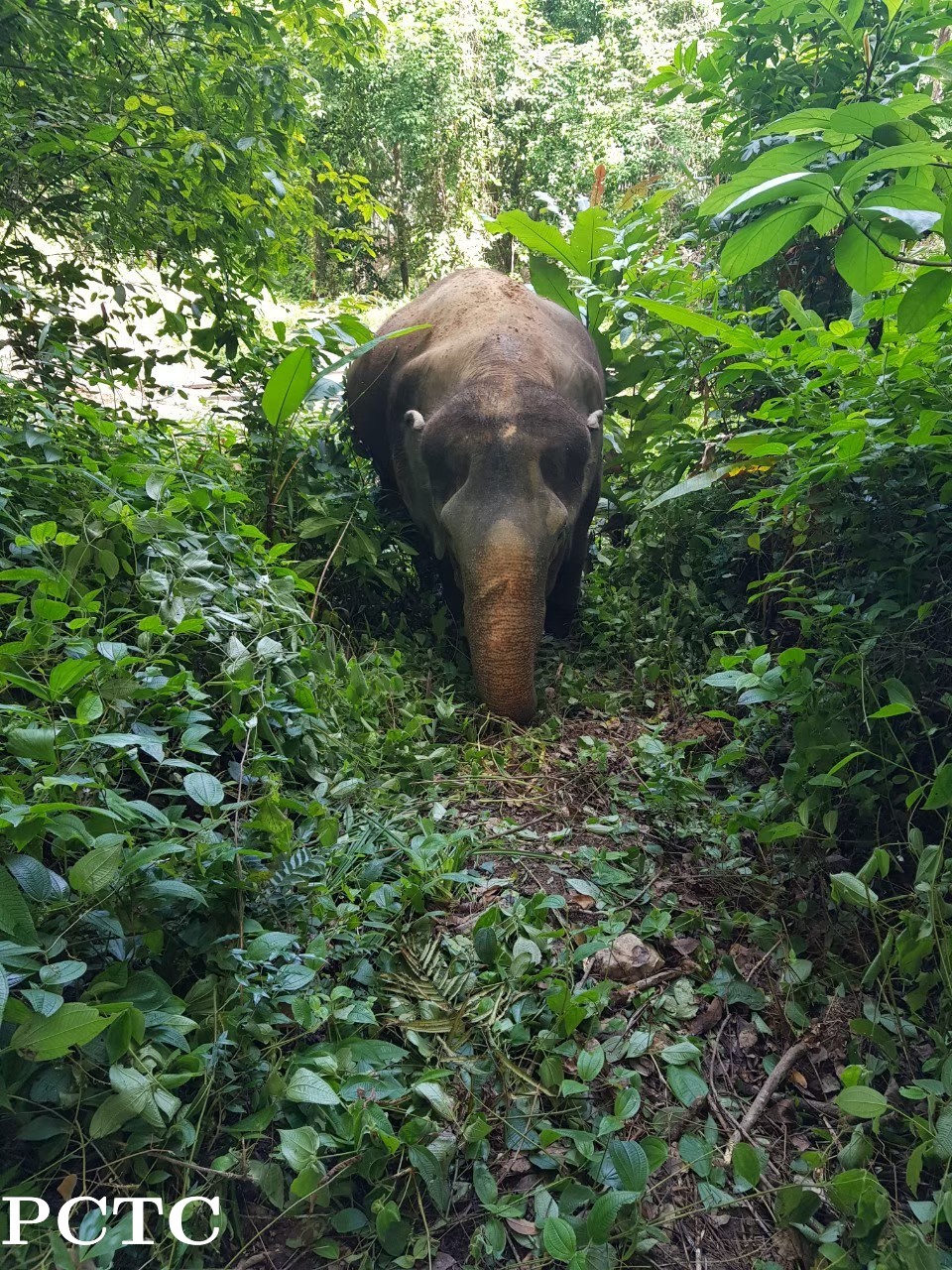 elephant-jungle-sanctuary-phuket-3394.jpg