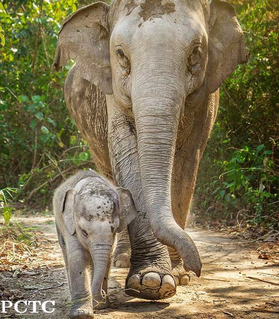elephant-jungle-sanctuary-phuket-6574.jpg