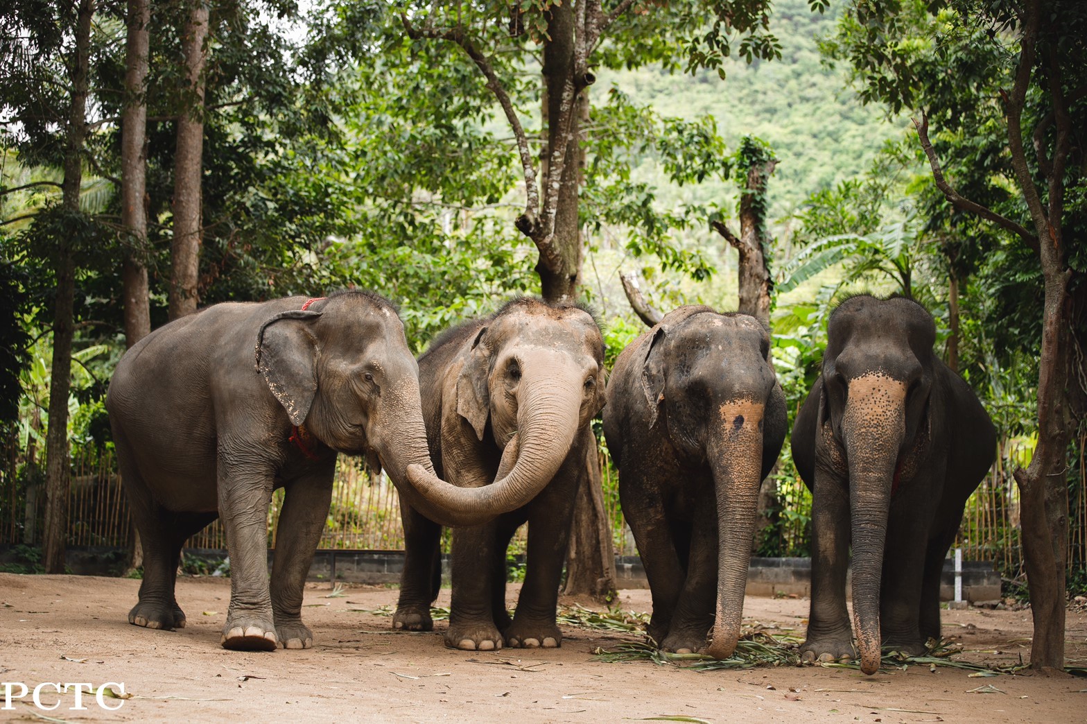 elephant-jungle-sanctuary-phuket-9332.jpg