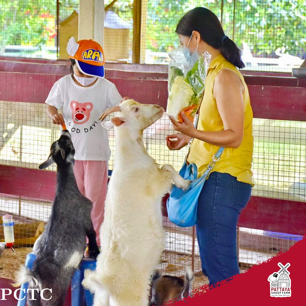 pattaya-sheep-farm-family-park-pattaya-4422.jpg