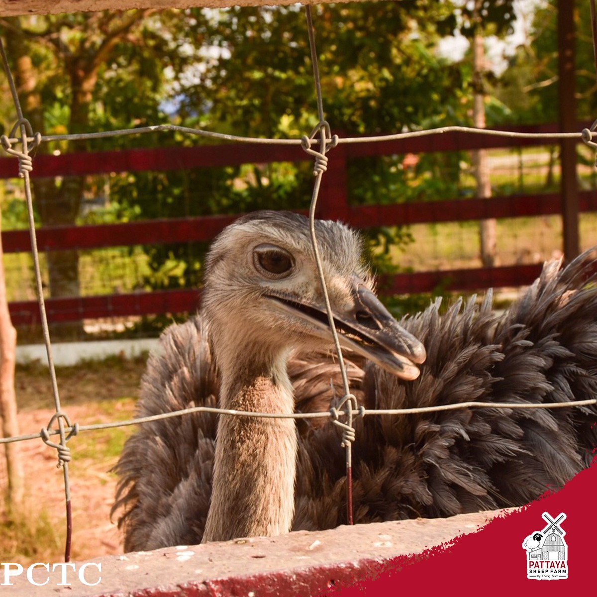 pattaya-sheep-farm-family-park-pattaya-4713.jpg