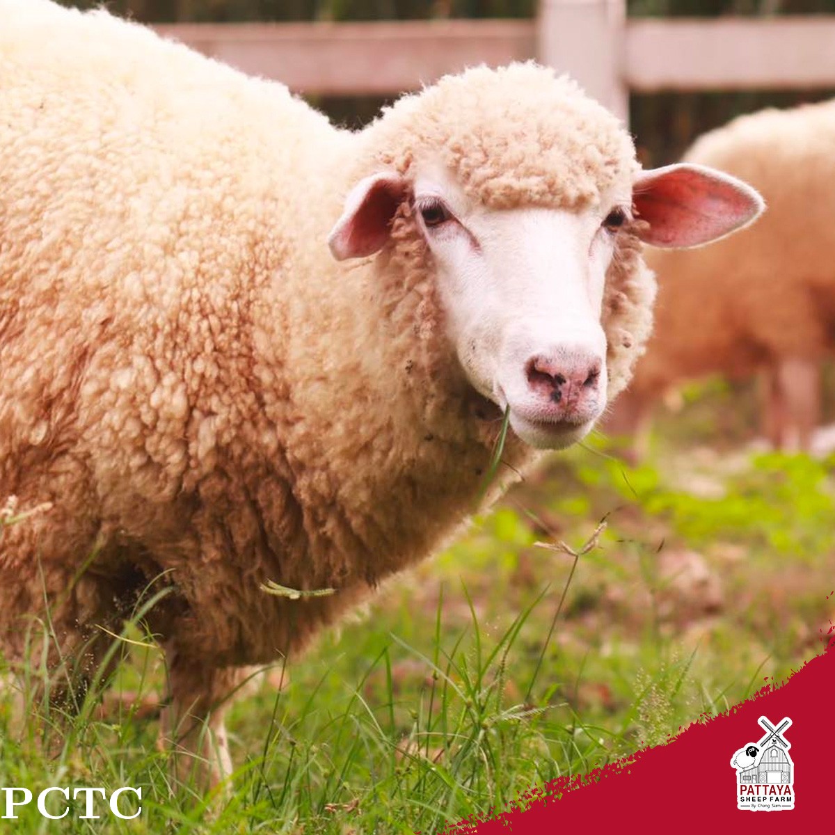 pattaya-sheep-farm-family-park-pattaya-8012.jpg