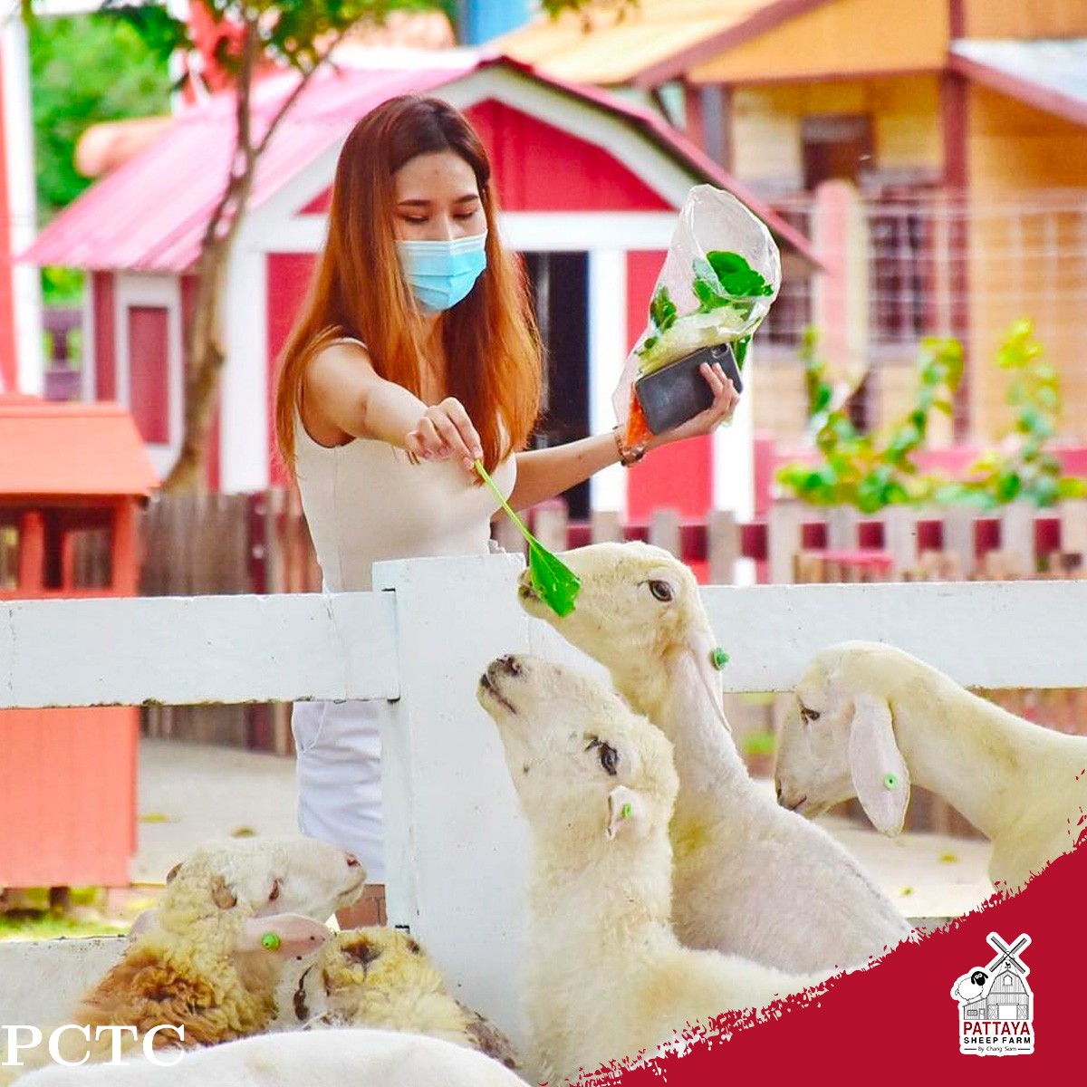 pattaya-sheep-farm-family-park-pattaya-9369.jpg