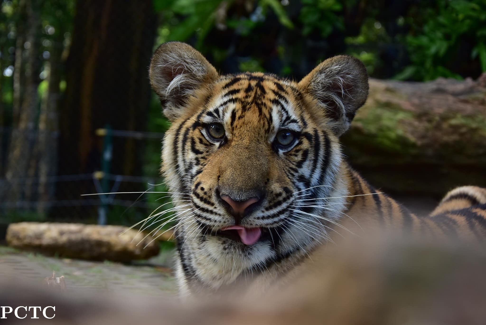 tiger-kingdom-phuket-3598.jpg
