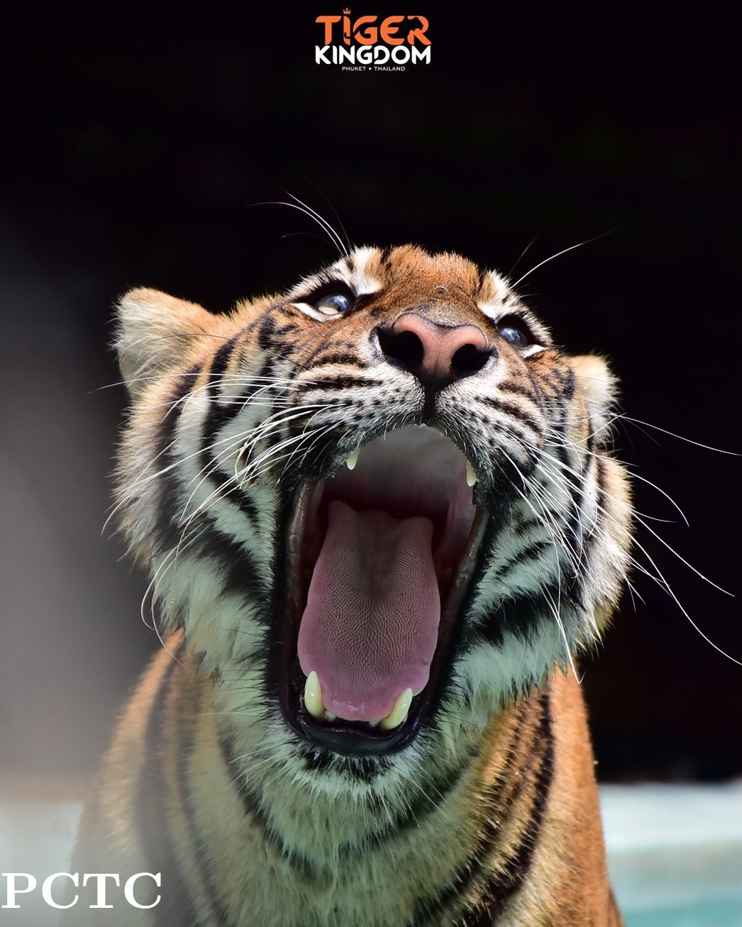 tiger-kingdom-phuket-3904.jpg