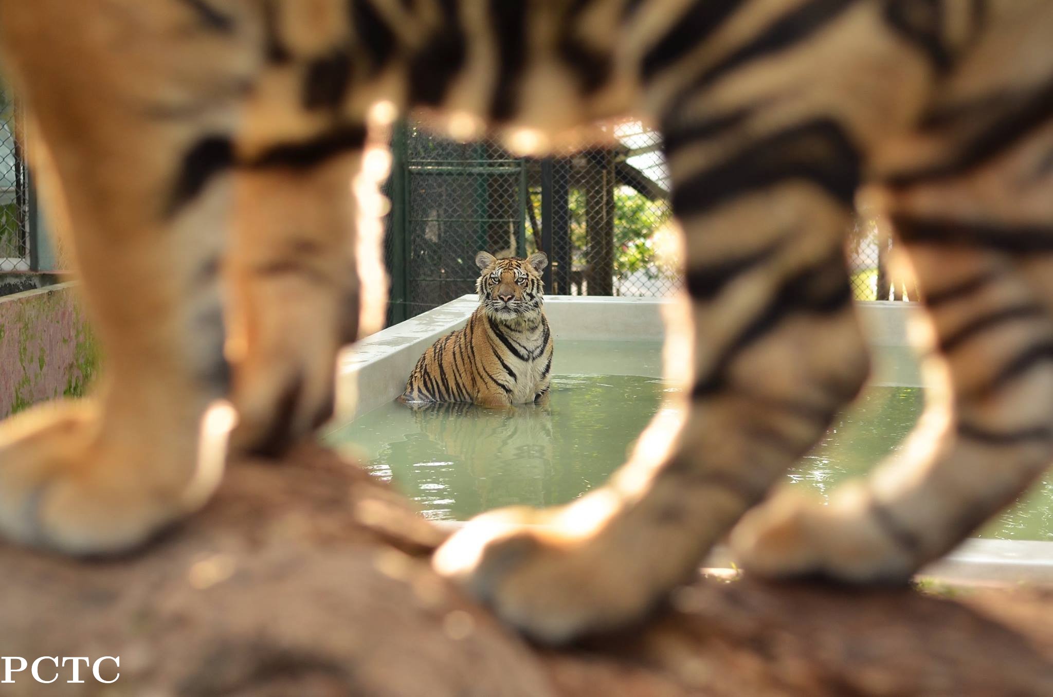 tiger-kingdom-phuket-7152.jpg