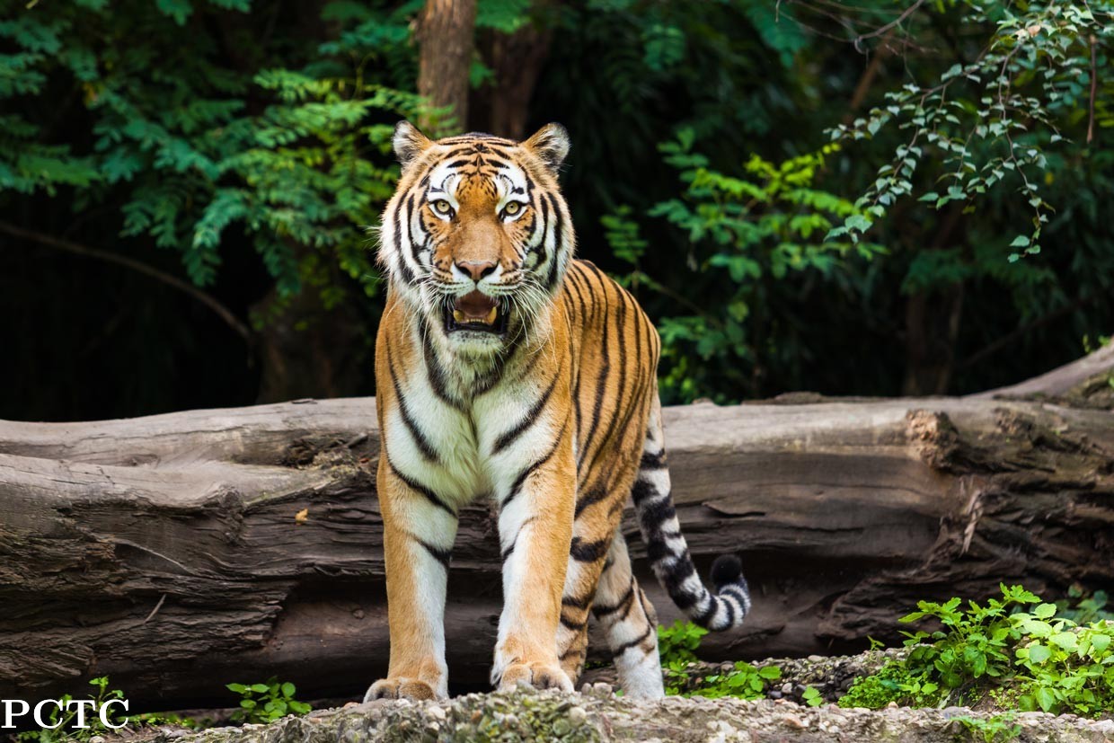 tiger-kingdom-phuket-9184.jpg