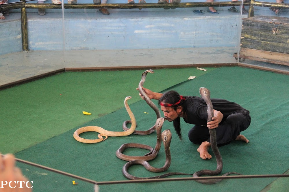 Snake Show Pattaya
