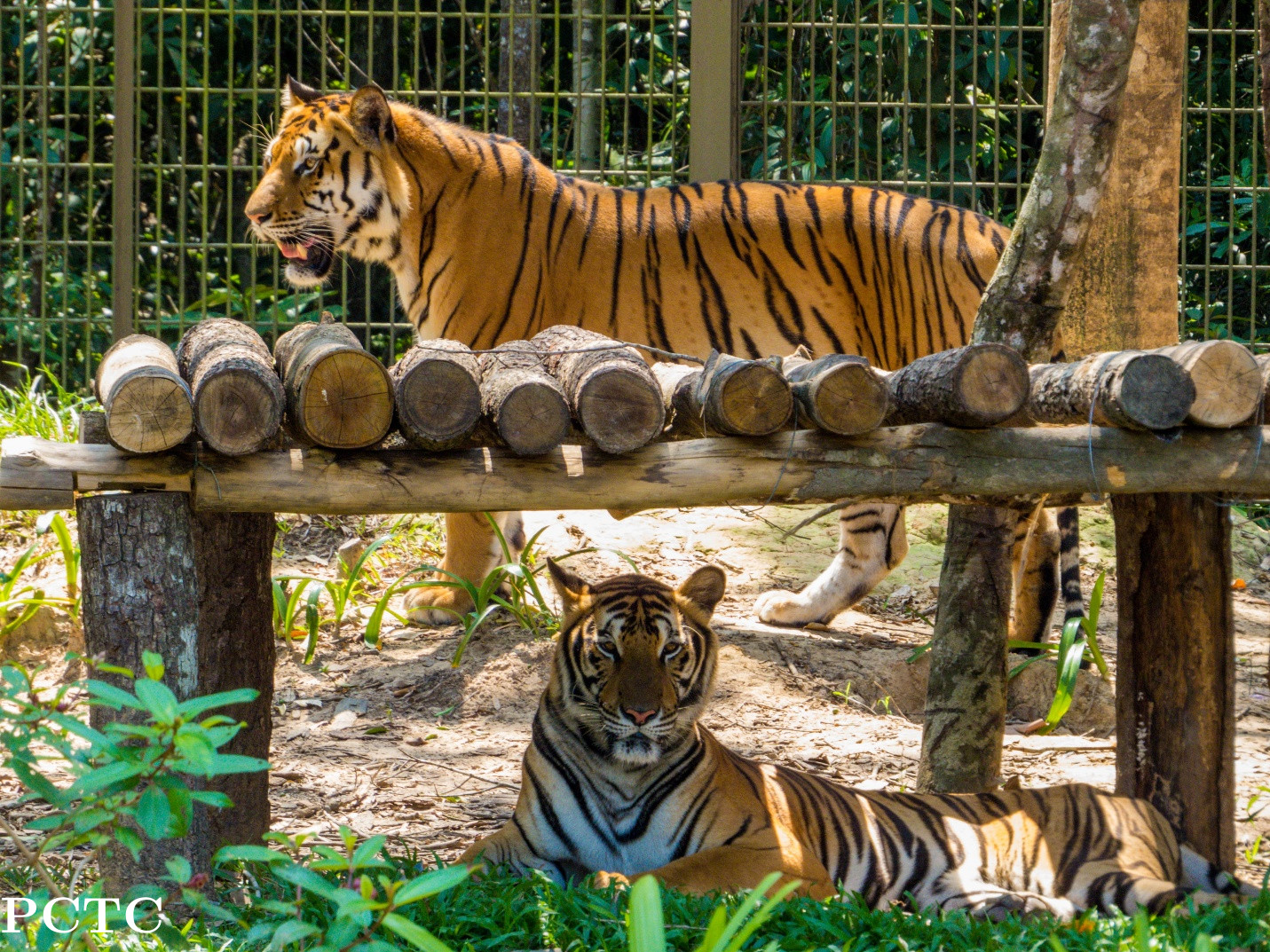 Bangkok Tiger Park Guide