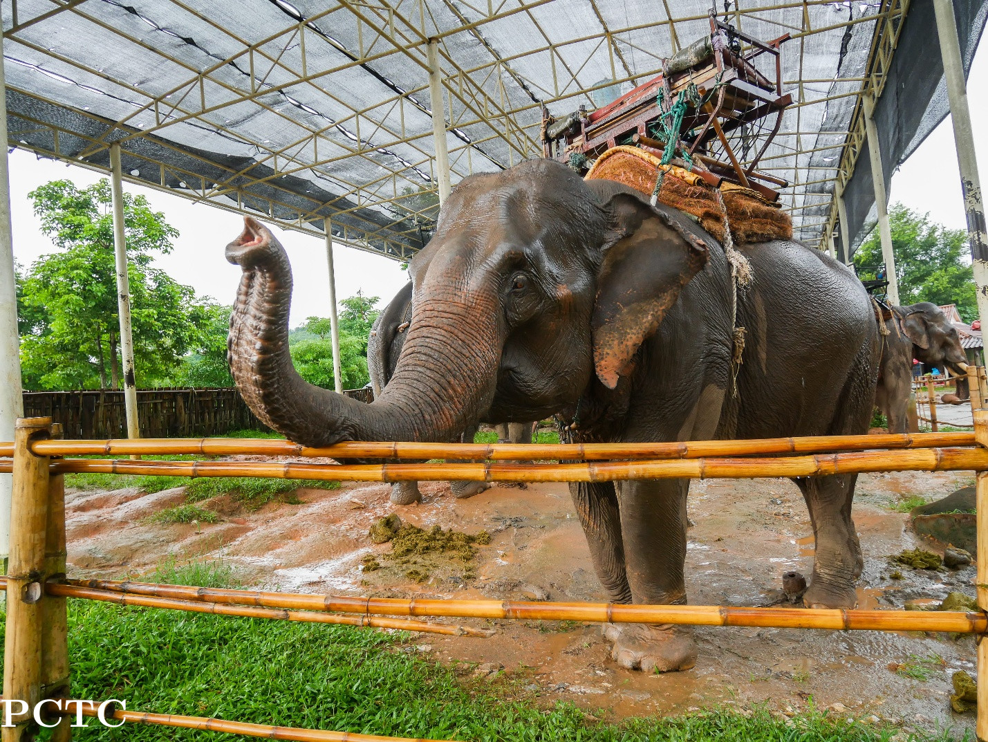 Elephant Sanctuary Pattaya