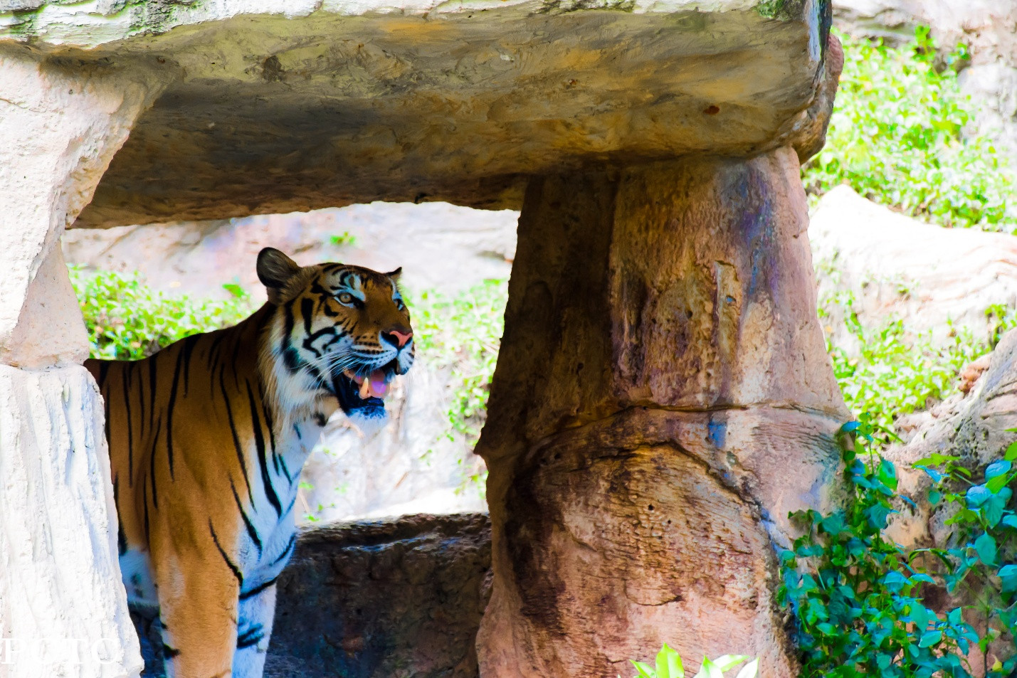 Tiger Kingdom Phuket Guide