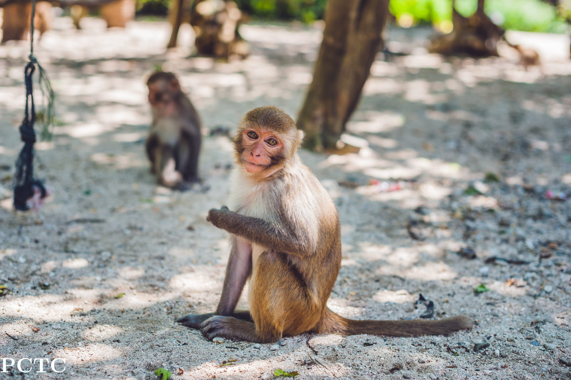 Monkey Island Thailand: What to Expect, Safety Tips, and How to Visit from Pattaya