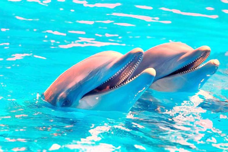 Deluxe Seat Ticket + Hotel Transfer image