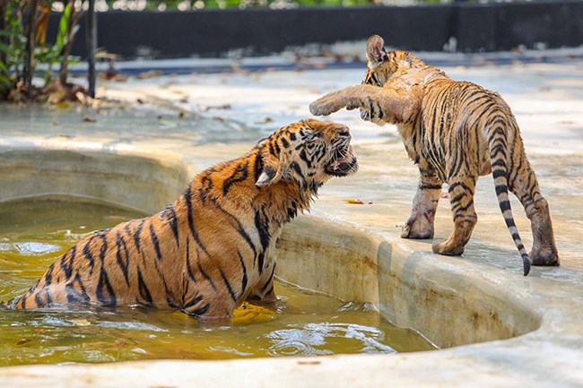 Tiger Topia Sriracha Zoo - Pattaya City Tour Co Ltd.