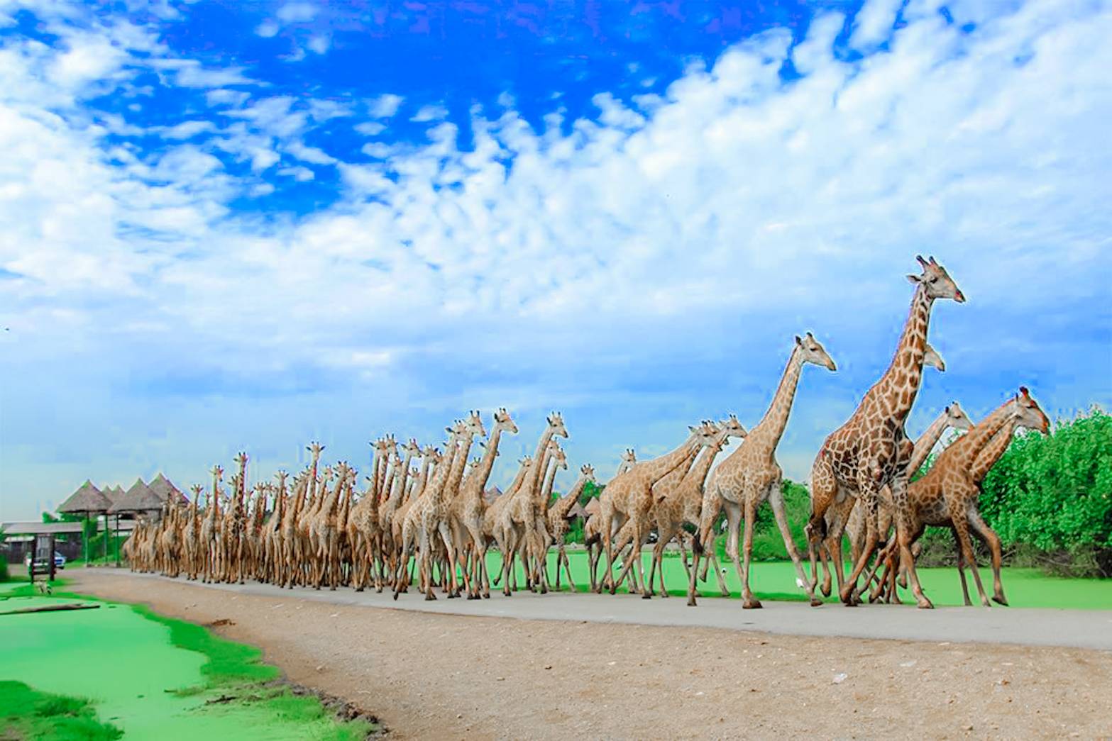 Safari Park + Marine park + Buffet Lunch + Group Shuttle Van Return Transfer From Your Bangkok Hotel