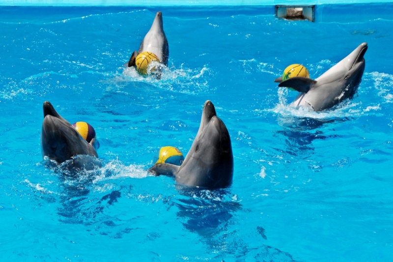 VVIP Seat Ticket + Hotel Transfer image