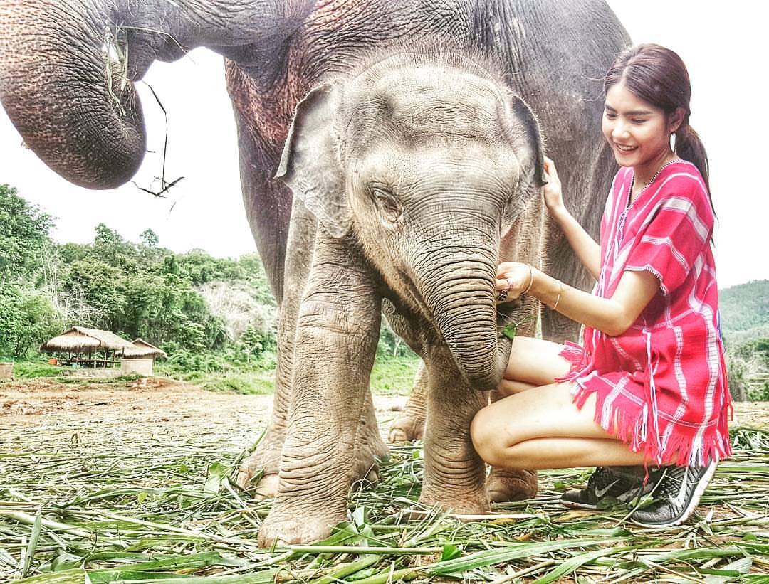 Elephants Feeding 