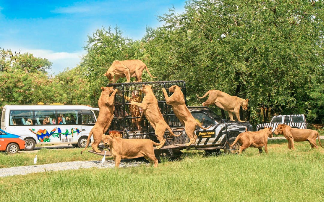 Package - E - Safari Park Ticket