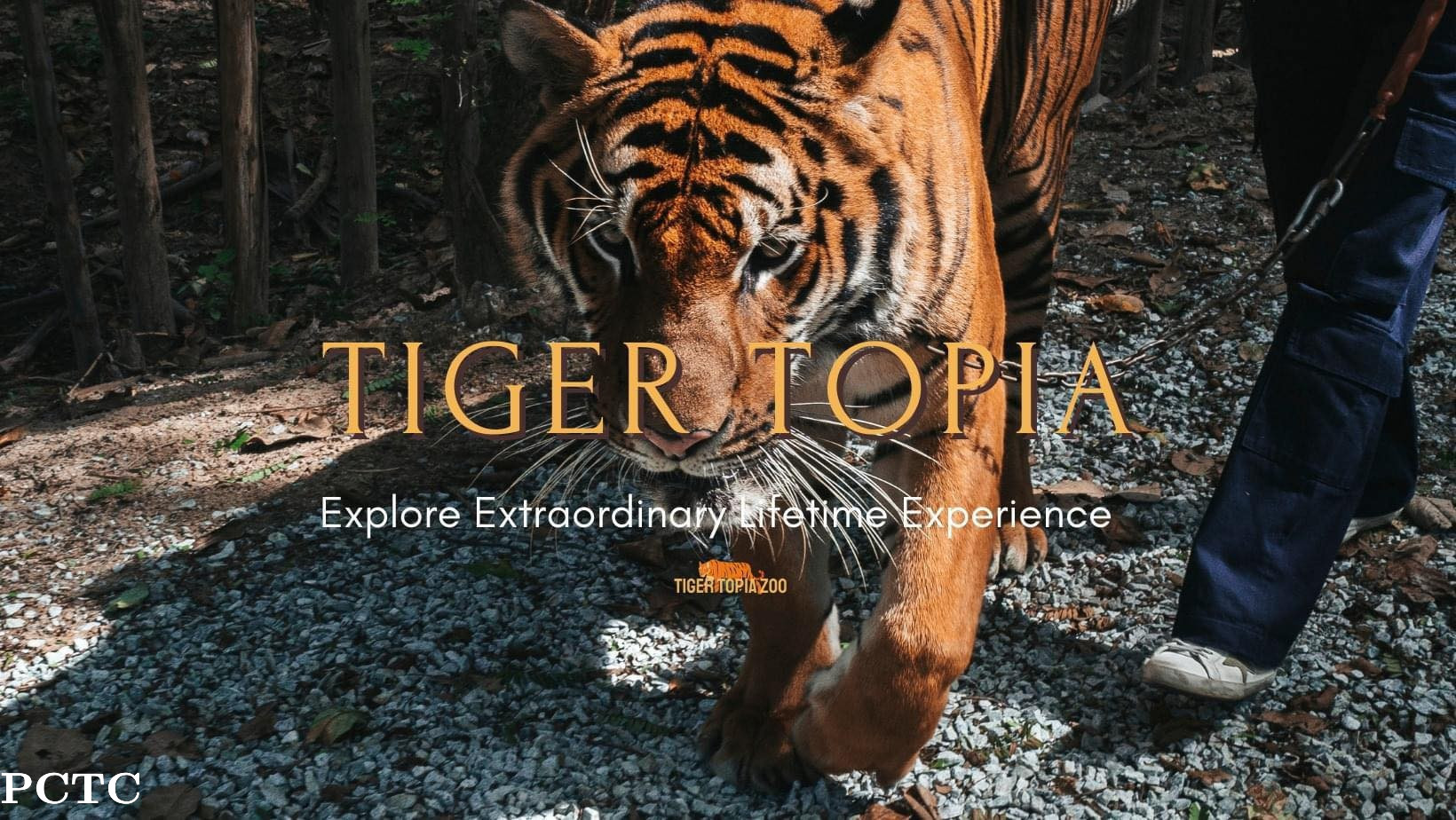 don-mueang-international-airport-dmk-to-sirach-tiger-zoo-to-pattaya-hotel-drop-private-3298.jpg